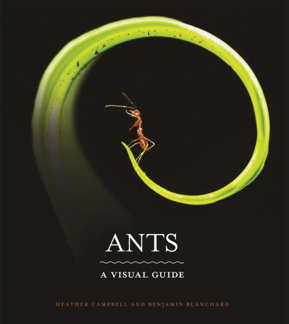 Book cover of: Ants. By: Heather Campbell