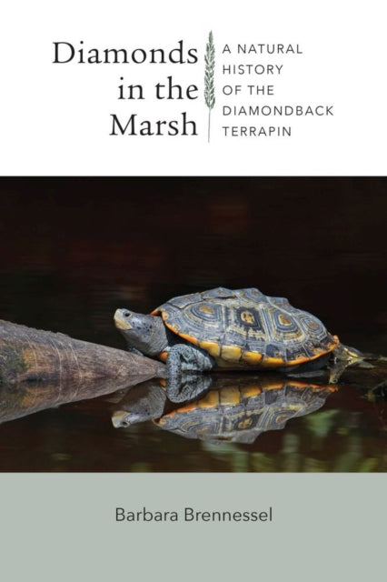 Book cover of: Diamonds in the Marsh - A Natural History of the Diamondback Terrapin. By: Barbara Brennessel