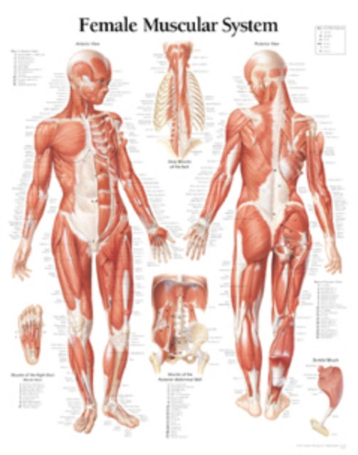 Book cover of: Muscular System with Female Figure Paper Poster. By: Scientific Publishing
