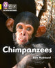 Book cover of: Chimpanzees. By: Ben Hubbard