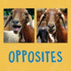 Book cover of: Opposites. By: Kathy Knowles