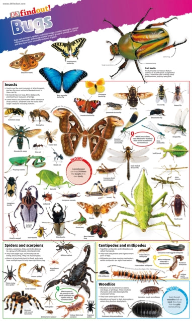 Book cover of: DKfindout! Bugs Poster