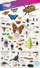 Book cover of: DKfindout! Bugs Poster