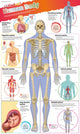Book cover of: DKfindout! Human Body Poster