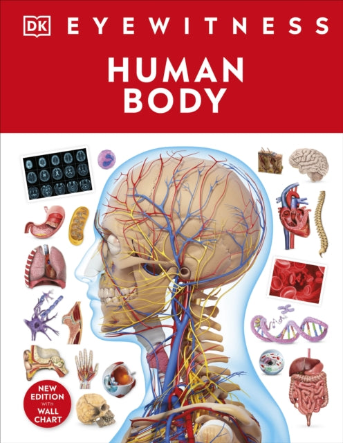 Book cover of: Human Body. By: DK Publishing