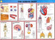 Book cover of: Human Biology Wallchts Pack(10. By: Macmillan