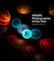 Book cover of: Wildlife Photographer of the Year: Highlights volume 11