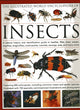 Book cover of: Illustrated World Encyclopaedia of Insects