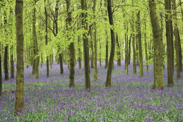 Book cover of: Memo Block - Bluebells. By: Peony Press