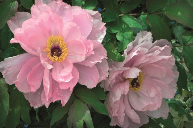 Book cover of: Memo Block - Peony