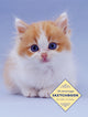 Book cover of: Sketchbook: Kitten. By: Peony Press Staff