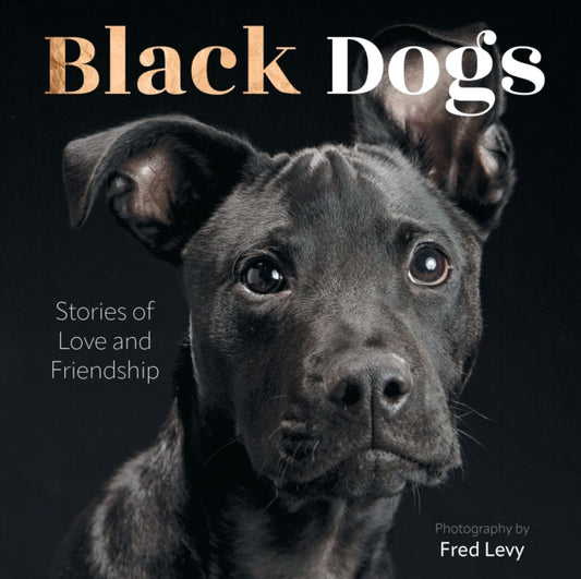 Book cover of: Black Dogs. By: Fred Levy