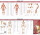 Book cover of: Anatomical Chart Company's Illustrated Pocket Anatomy: The Muscular & Skeletal Systems Study Guide. By: Anatomical Chart Company
