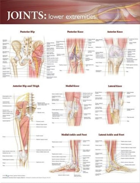 Book cover of: Joints of the Lower Extremities Anatomical Chart