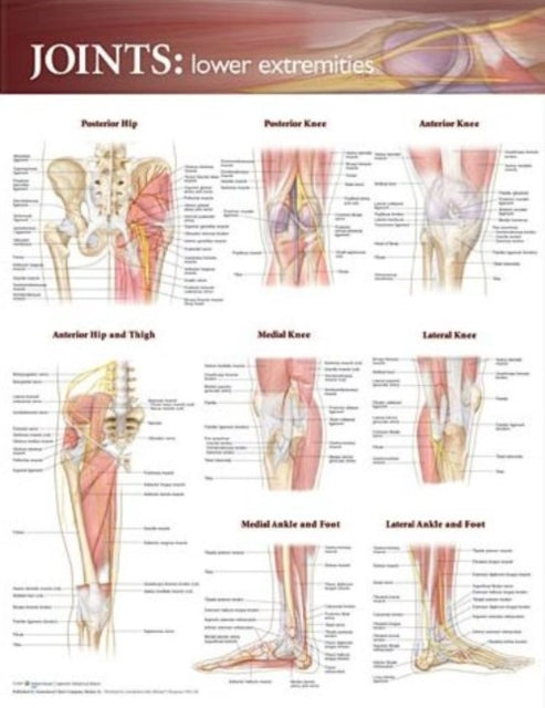 Book cover of: Joints of the Lower Extremities Anatomical Chart
