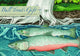 Book cover of: Bull Trout's Gift