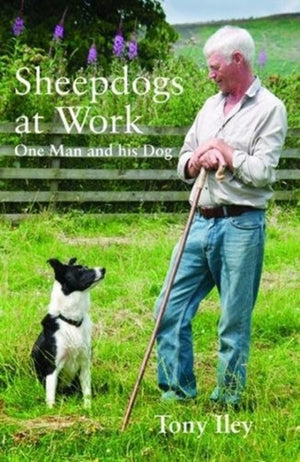 Sheepdogs at Work