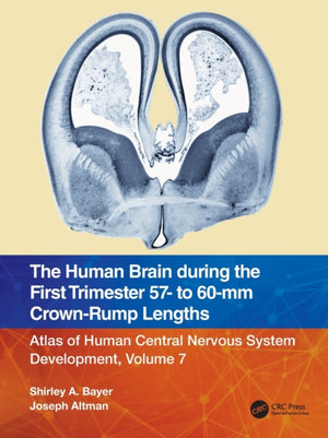 Human Brain during the First Trimester 57- to 60-mm Crown-Rump Lengths