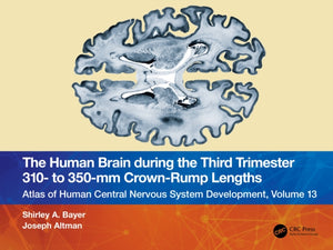Human Brain during the Third Trimester 310– to 350–mm Crown-Rump Lengths