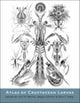Book cover of: Atlas of Crustacean Larvae