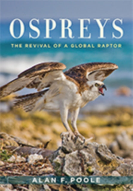 Book cover of: Ospreys. By: Alan F. Poole