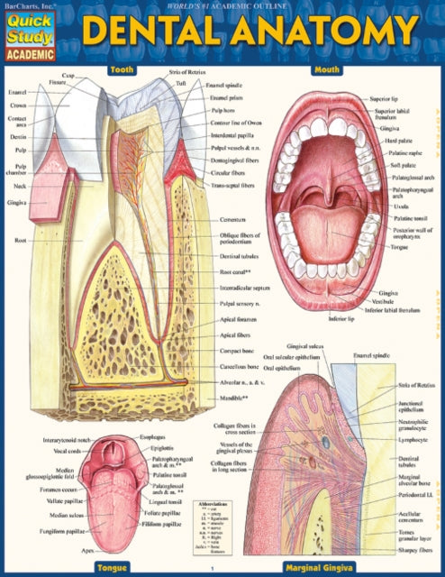 Book cover of: Dental Anatomy. By: Vincent Perez