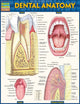 Book cover of: Dental Anatomy. By: Vincent Perez