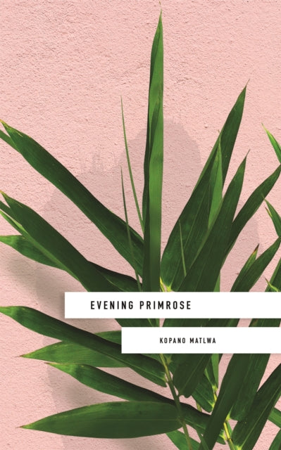 Book cover of: Evening Primrose: a heart-wrenching novel for our times. By: Kopano Matlwa