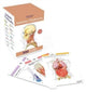 Book cover of: Anatomy Flashcards: 300 Flashcards with Anatomically Precise Drawings and Exhaustive Descriptions