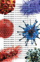 Book cover of: Molecular Capture. By: Adam Nocek