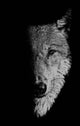 Book cover of: In the Company of Wolves. By: Sam George