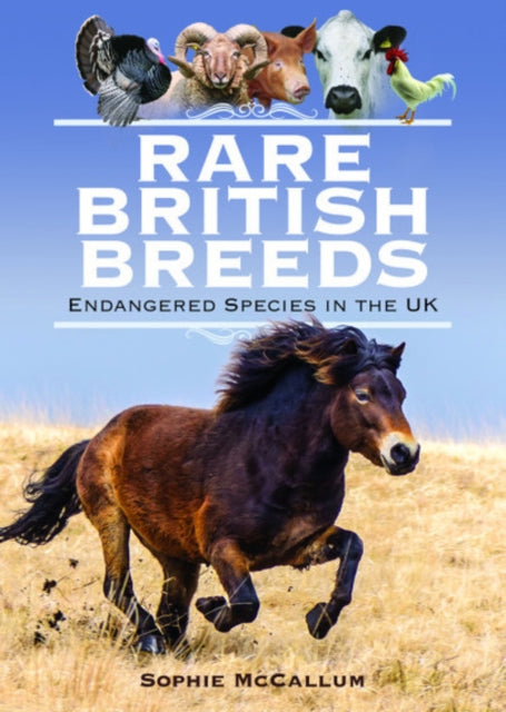 Book cover of: Rare British Breeds. By: Sophie McCallum