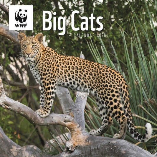 Book cover of: Wwf Big Cats Square Wall Calendar 2026