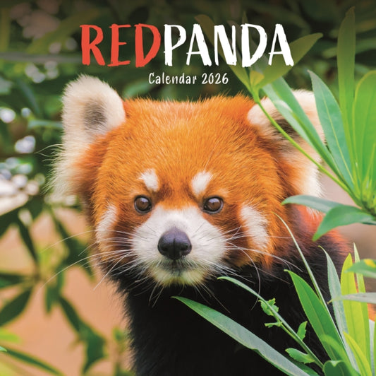 Book cover of: Red Pandas Square Wall Calendar 2026