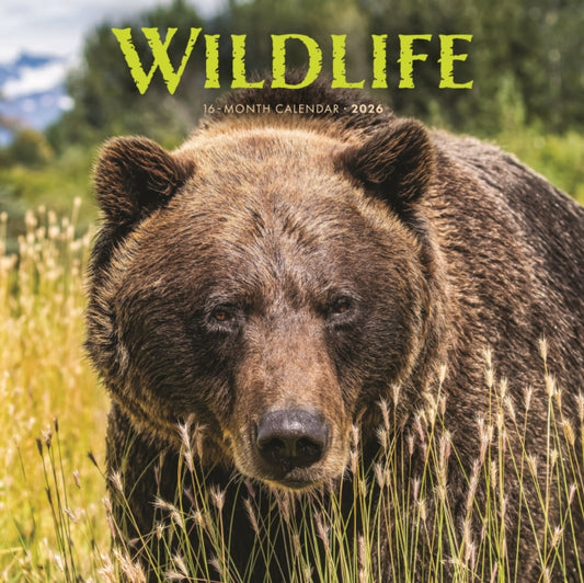 Book cover of: Wildlife Square Wall Sunday Start Calend