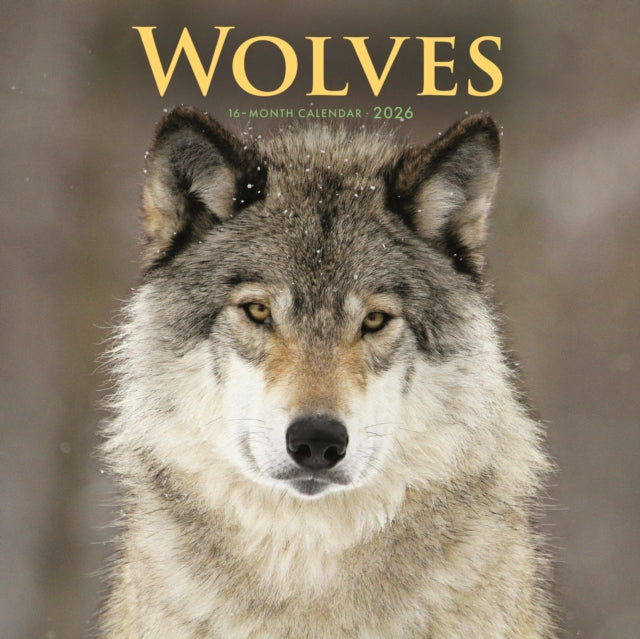 Book cover of: Wolves Square Wall Sunday Start Calendar
