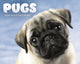 Book cover of: Pugs Box Calendar 2026