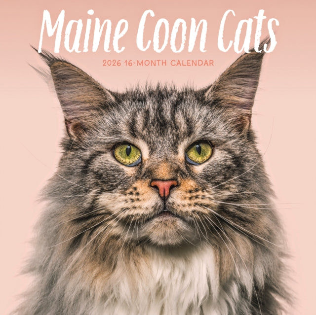 Book cover of: Maine Coon Cats Square Wall Sunday Start