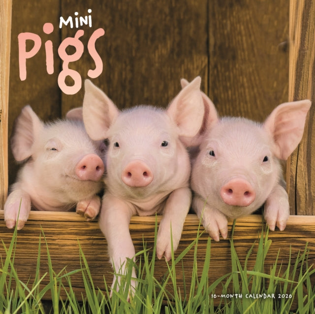 Book cover of: Mini Pigs Square Wall Sunday Start Calen
