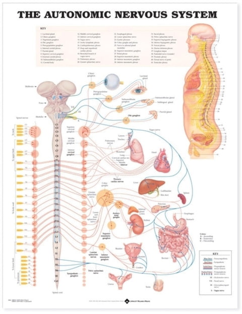 The Autonomic Nervous System Anatomical Chart