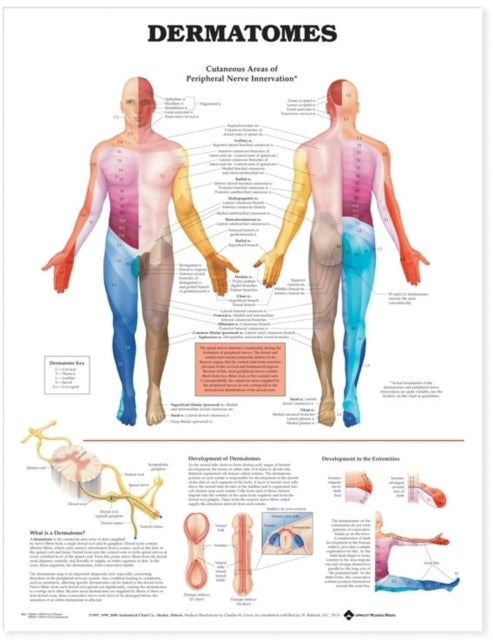 Book cover of: Dermatomes Anatomical Chart