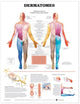 Book cover of: Dermatomes Anatomical Chart