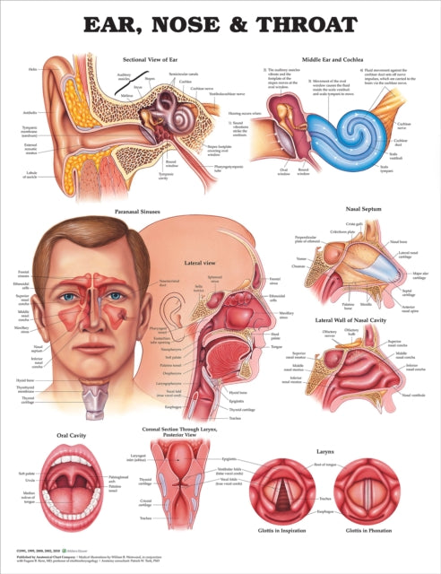 Book cover of: Ear, Nose and Throat Anatomical Chart. By: Anatomical Chart Company