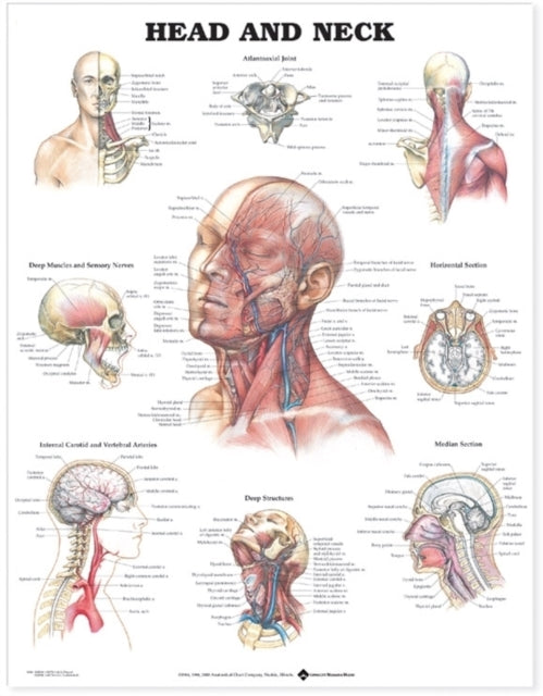 Book cover of: Head and Neck Anatomical Chart