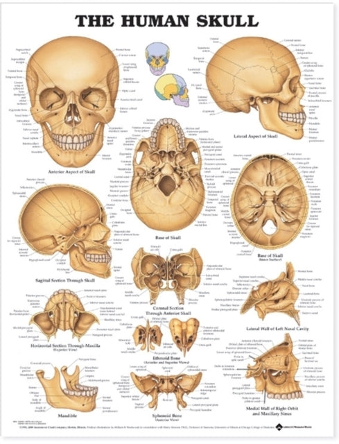 Book cover of: Human Skull Anatomical Chart