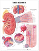 Book cover of: Kidney Anatomical Chart. By: Anatomical Chart Company