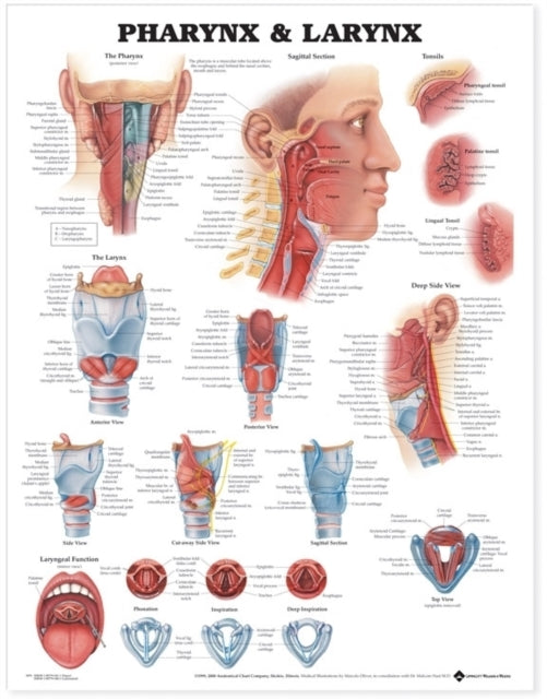 Book cover of: Pharynx & Larynx Anatomical Chart
