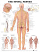 Book cover of: Spinal Nerves Anatomical Chart