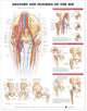 Book cover of: Anatomy and Injuries of the Hip Anatomical Chart