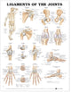 Book cover of: Ligaments of the Joints Anatomical Chart. By: Anatomical Chart Company